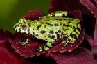 Fire-bellied toad. Art Print